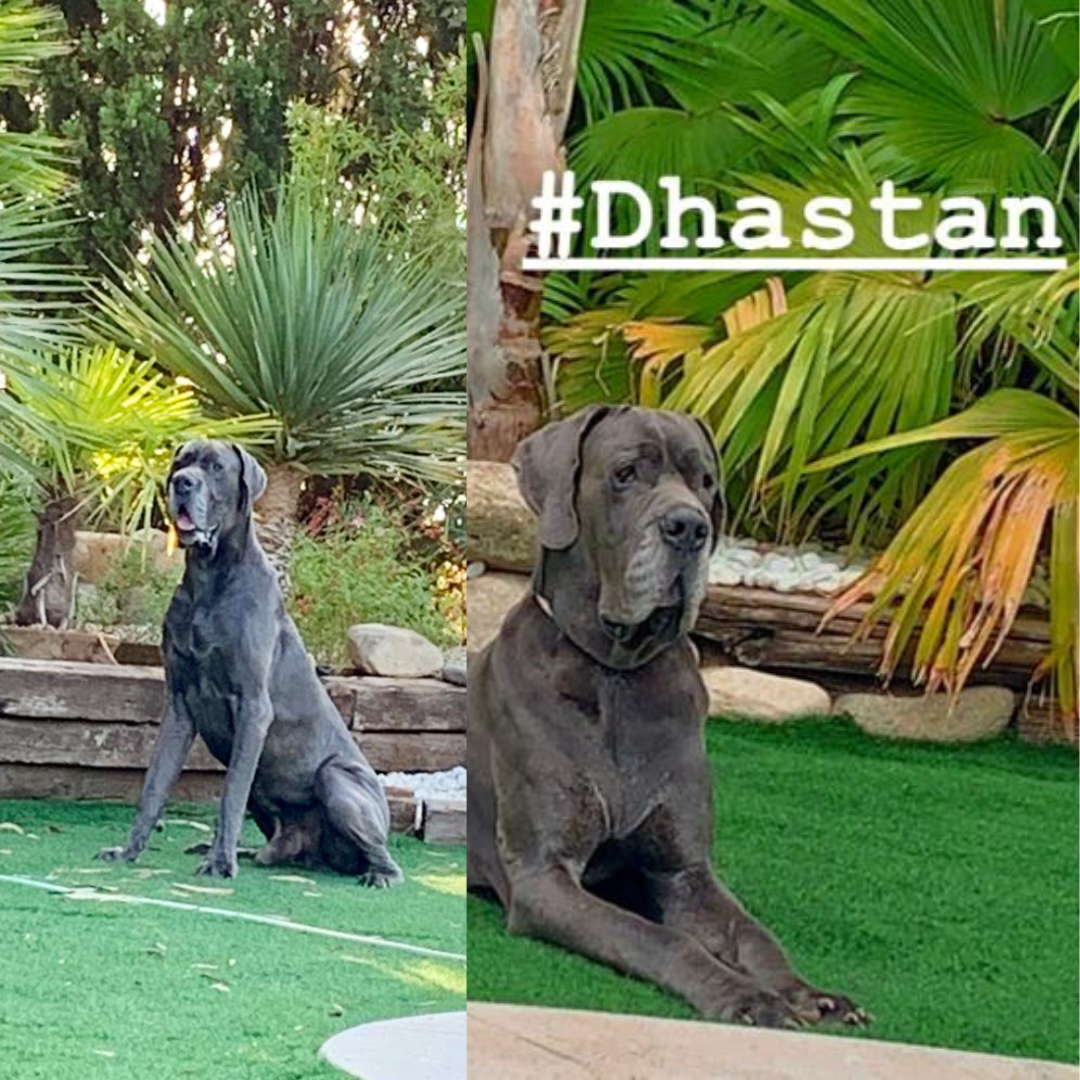 EL BIENESTAR DE NUESTRAS MASCOTAS CON AROMATERAPIA