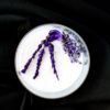 Viola - Imagen 7