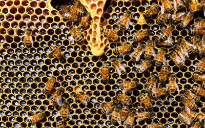 Descubre el Encanto Natural de las Velas de Cera de Abeja